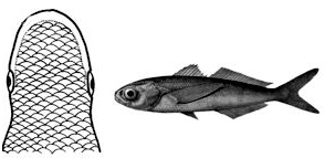 Cubiceps gracilis_claves.jpg